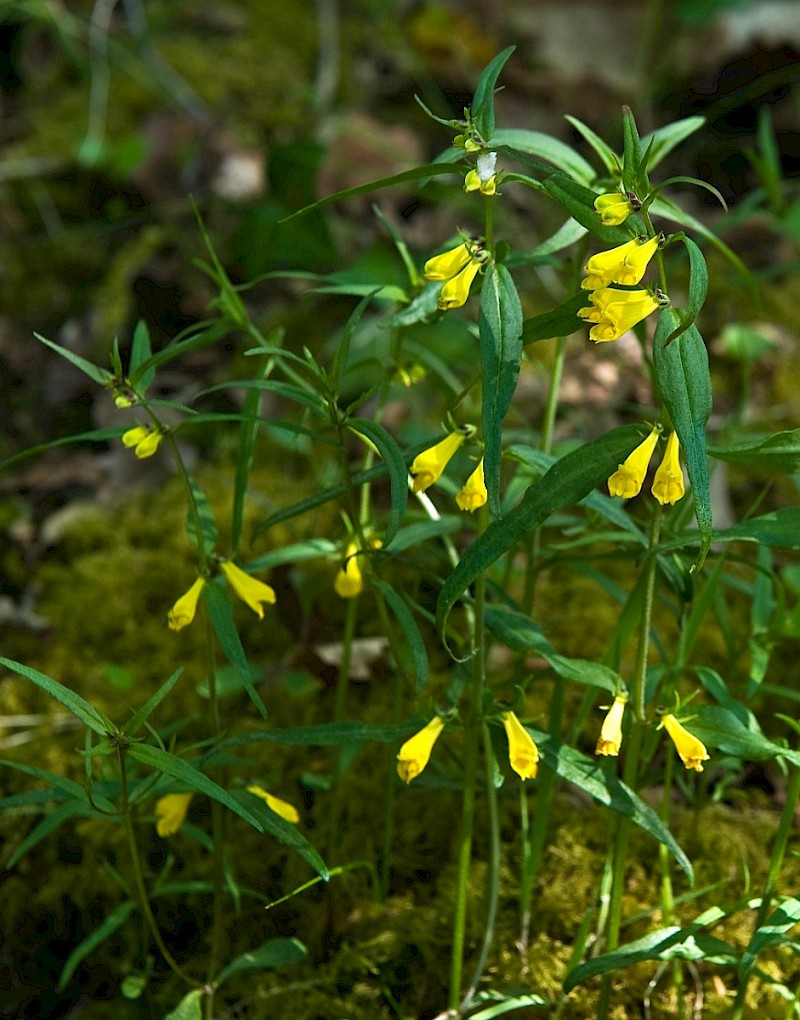 Melampyrum pratense - © Charles Hipkin