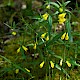 Melampyrum pratense