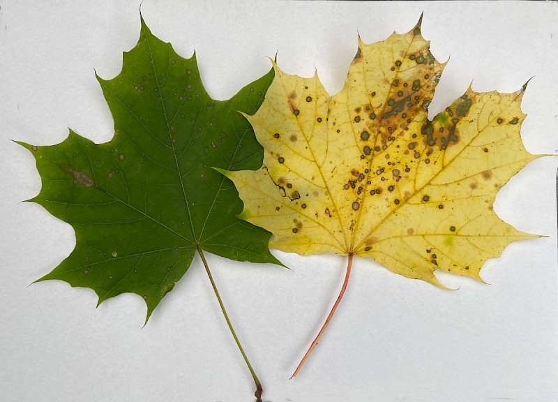 Acer platanoides