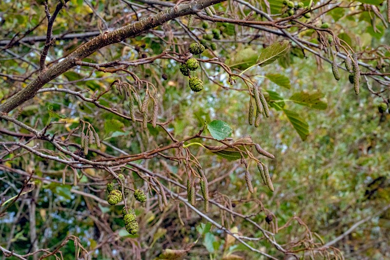 Alnus glutinosa - © Charles Hipkin