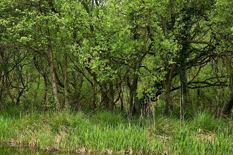 Alnus glutinosa - © Charles Hipkin