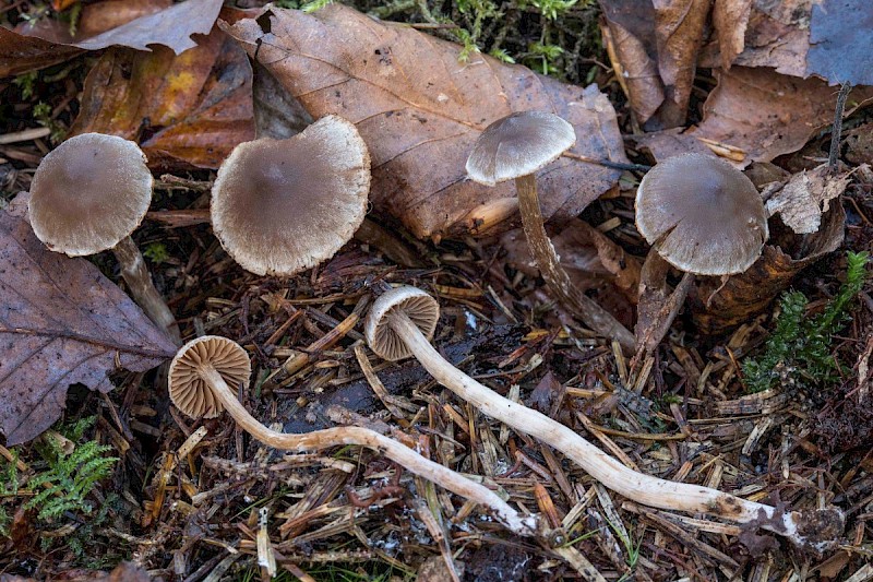 Cortinarius diasemospermus var. leptospermus - © Charles Hipkin