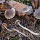 Cortinarius diasemospermus var. leptospermus