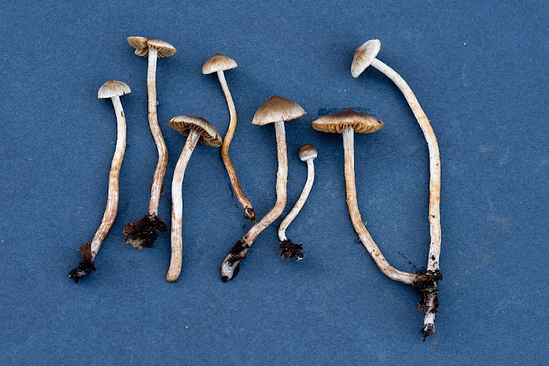 Cortinarius diasemospermus var. leptospermus - © Charles Hipkin