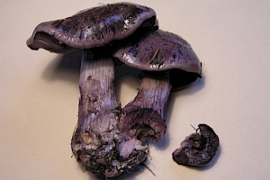 Cortinarius purpurascens Bruising Webcap