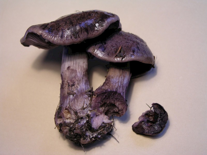 Cortinarius purpurascens - © Charles Hipkin