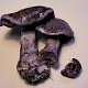 Cortinarius purpurascens