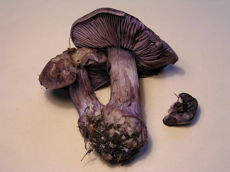 Cortinarius purpurascens - © Charles Hipkin