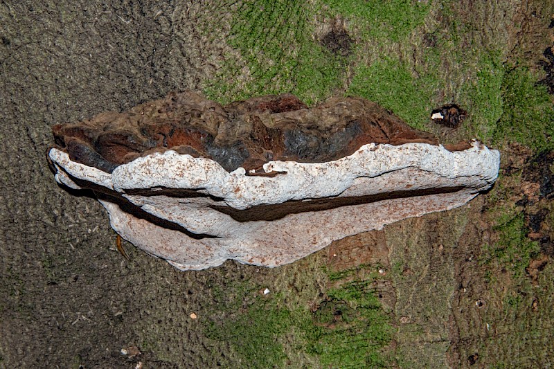 Ganoderma australe - © Charles Hipkin