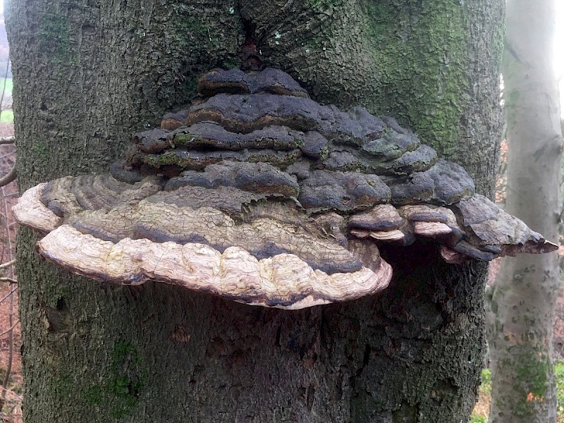 Ganoderma australe - © Charles Hipkin