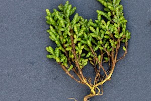 Salicornia pusilla One-flowered Glasswort