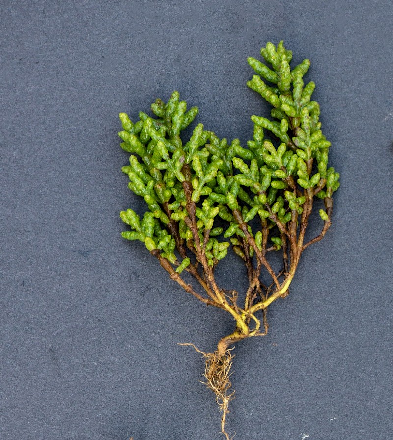 Salicornia pusilla - © Charles Hipkin