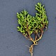 Salicornia pusilla