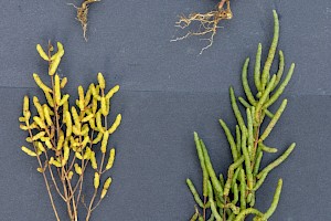 Salicornia agg. Glasswort