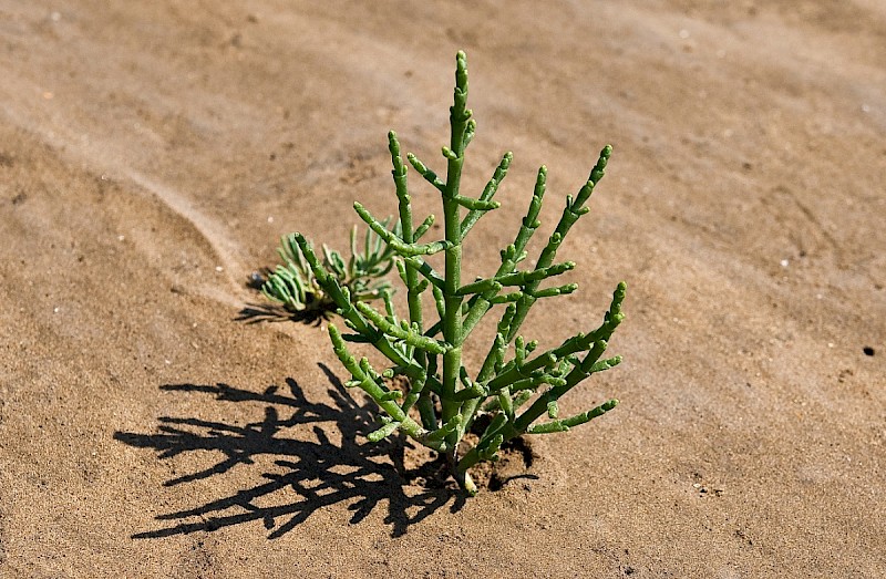 Salicornia dolichostachya - © Charles Hipkin