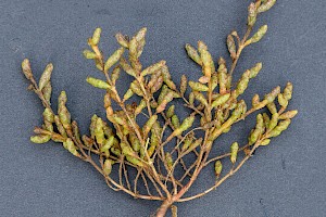 Salicornia ramosissima Purple Glasswort