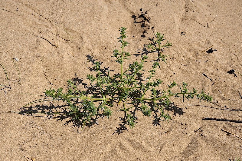 Salsola kali subsp. kali - © Charles Hipkin