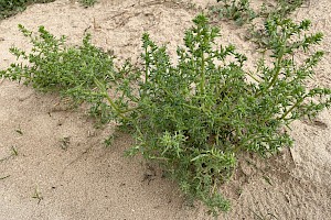 Salsola kali subsp. kali Prickly Saltwort