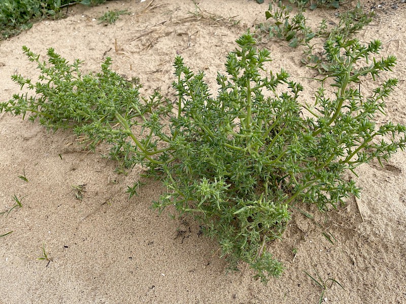 Salsola kali subsp. kali - © Charles Hipkin