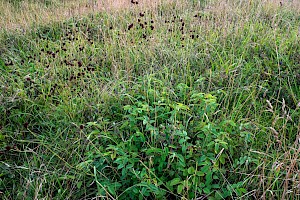 Sanguisorba officinalis Great Burnet