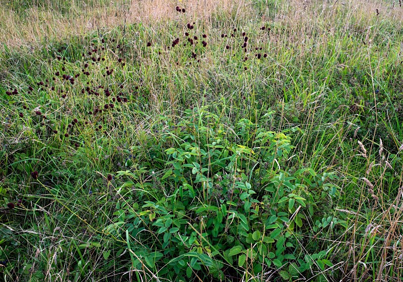 Sanguisorba officinalis - © Charles Hipkin