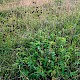 Sanguisorba officinalis