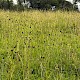 Sanguisorba officinalis