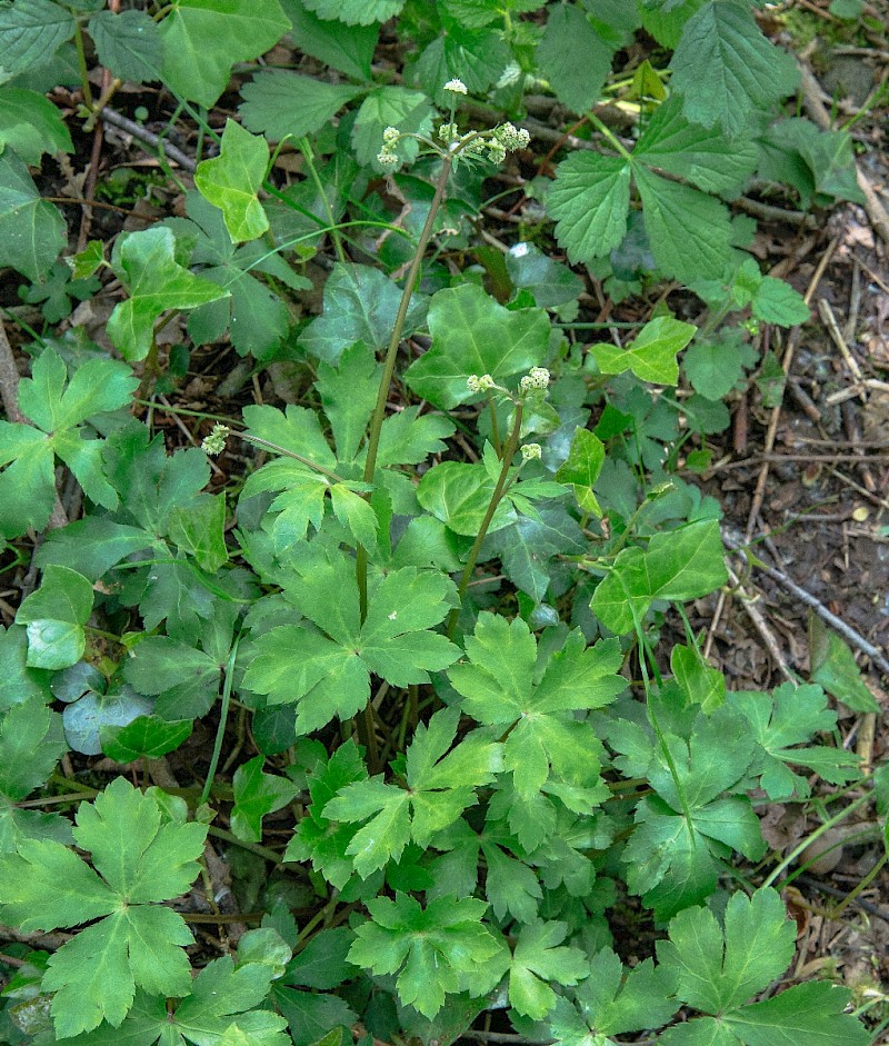 Sanicula europaea - © Charles Hipkin