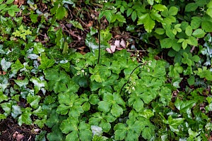 Sanicula europaea Sanicle