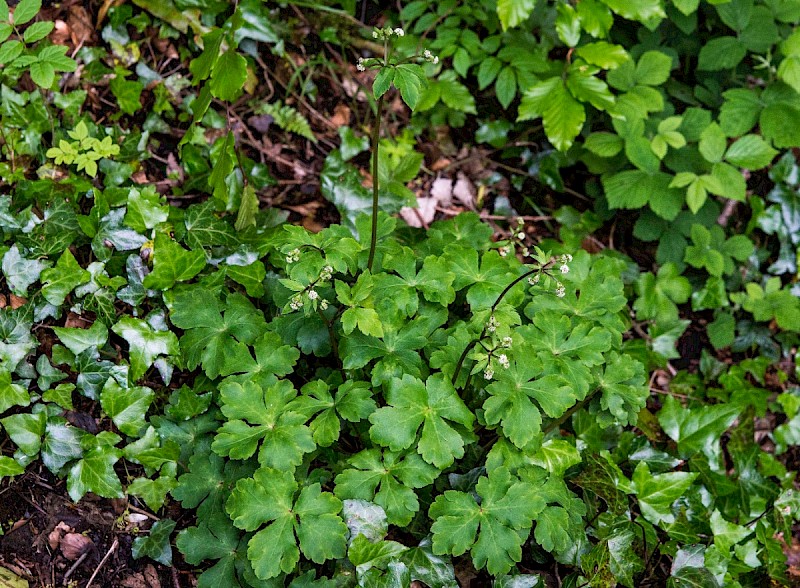 Sanicula europaea - © Charles Hipkin