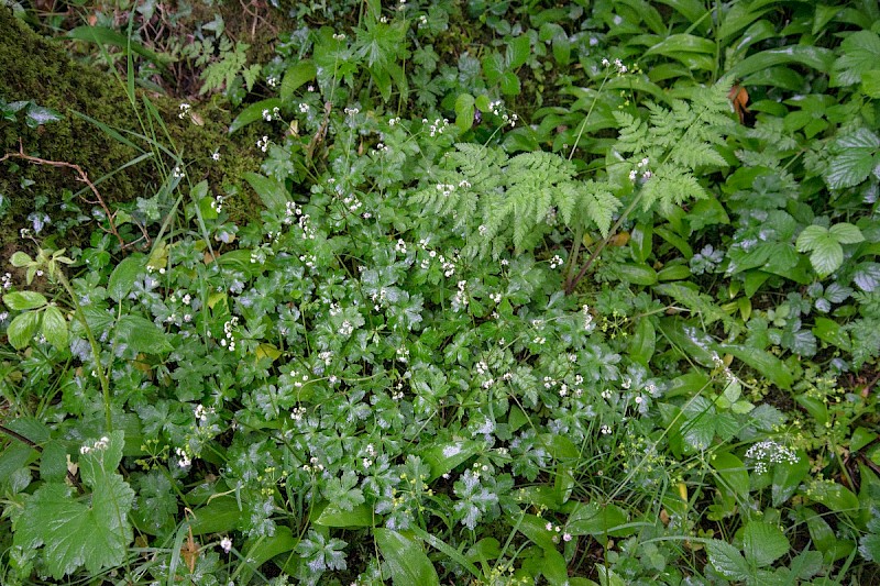 Sanicula europaea - © Charles Hipkin