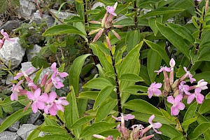 Saponaria officinalis Soapwort