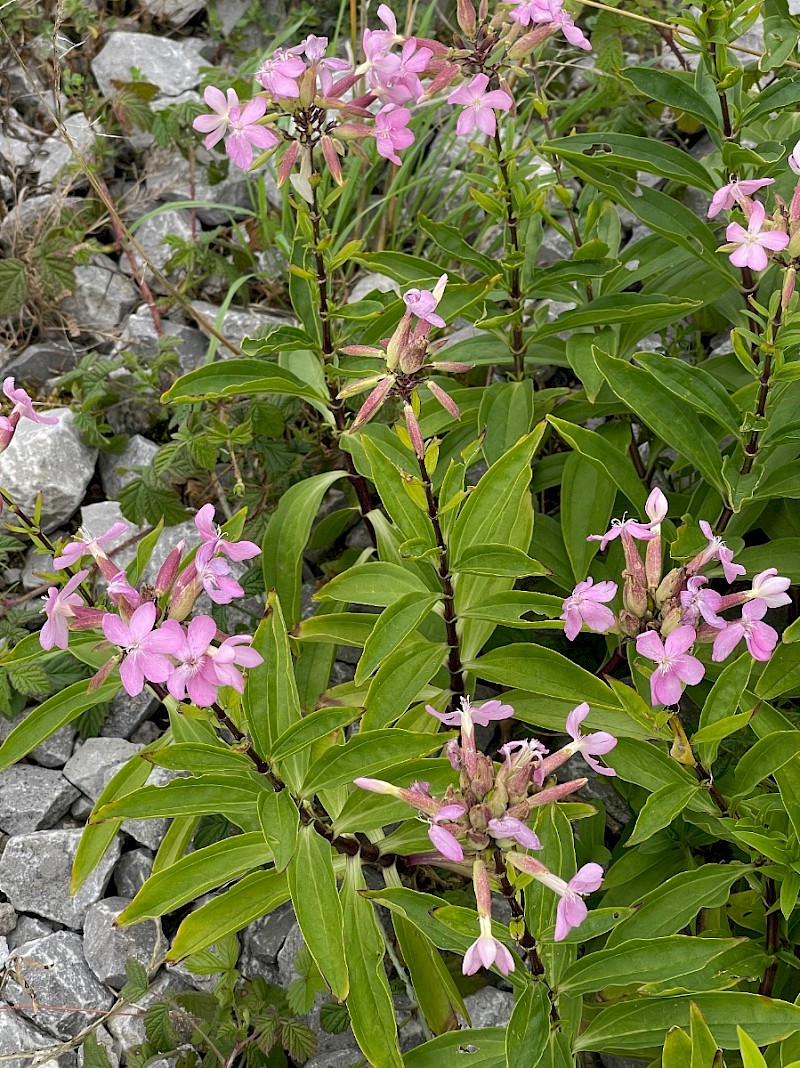 Saponaria officinalis - © Charles Hipkin