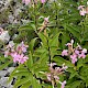 Saponaria officinalis