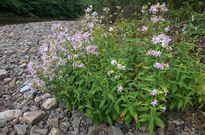 Saponaria officinalis - © Charles Hipkin