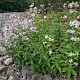 Saponaria officinalis