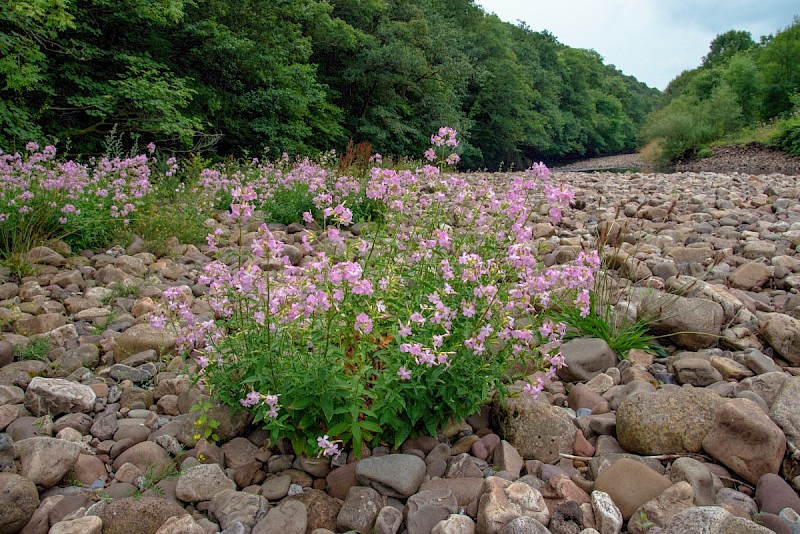 Saponaria officinalis - © Charles Hipkin