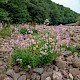 Saponaria officinalis