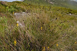 Schoenus nigricans Black Bog-rush