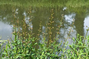 Scrophularia auriculata Water Figwort