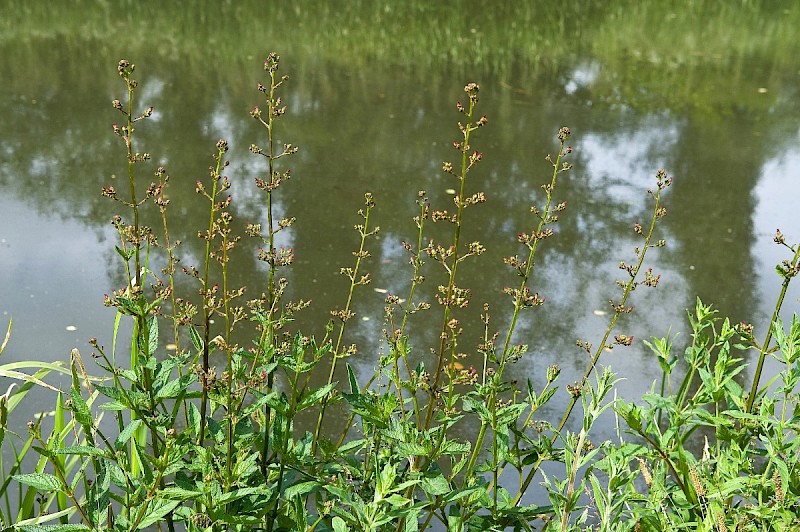 Scrophularia auriculata - © Charles Hipkin