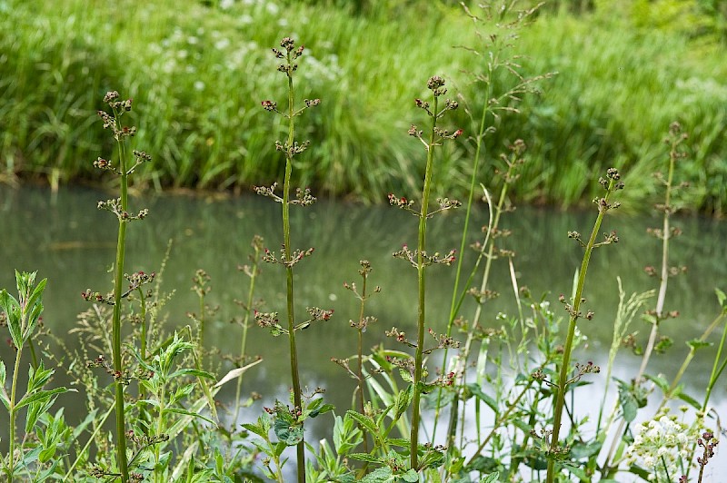 Scrophularia auriculata - © Charles Hipkin