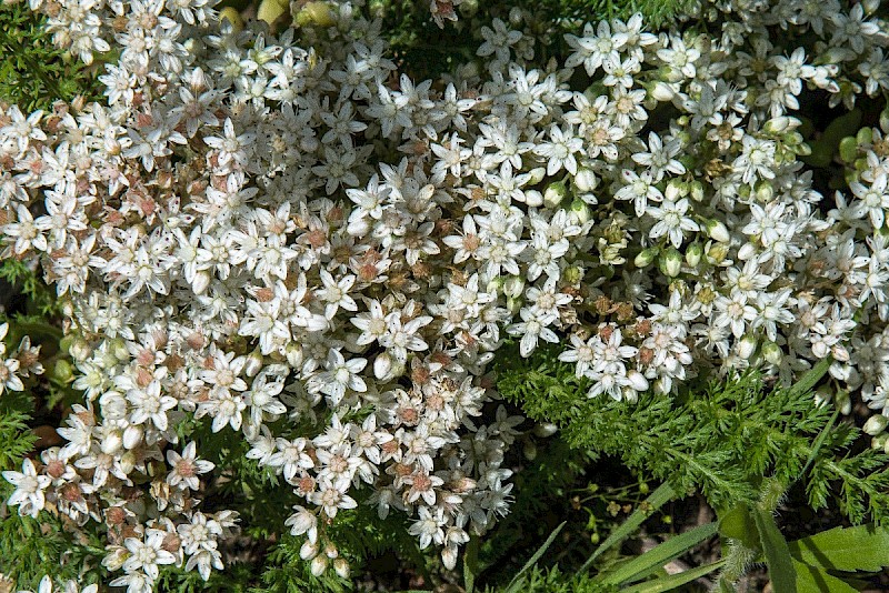 Sedum album - © Charles Hipkin