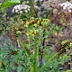 Senecio jacobaea