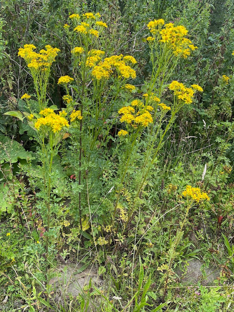 Senecio jacobaea - © Charles Hipkin