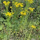 Senecio jacobaea