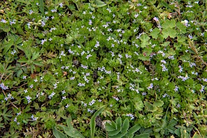 Sherardia arvensis Field Madder