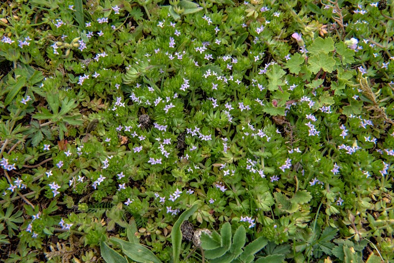 Sherardia arvensis - © Charles Hipkin