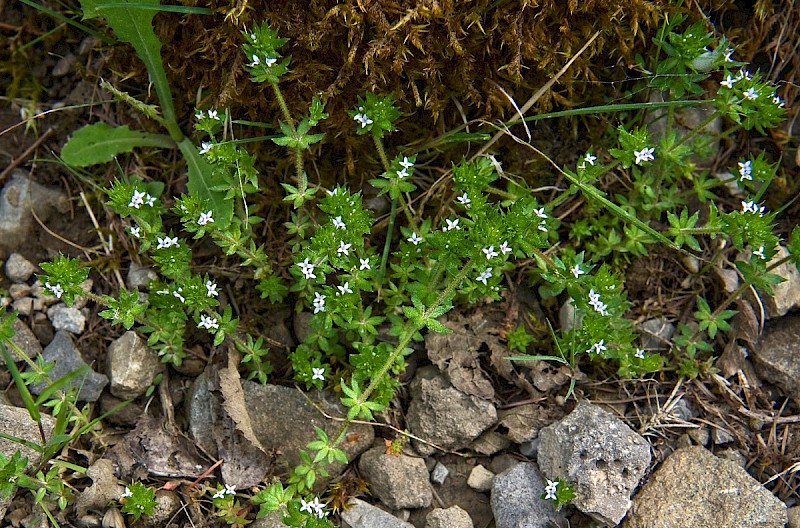 Sherardia arvensis - © Charles Hipkin