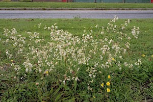 Silene vulgaris Bladder Campion